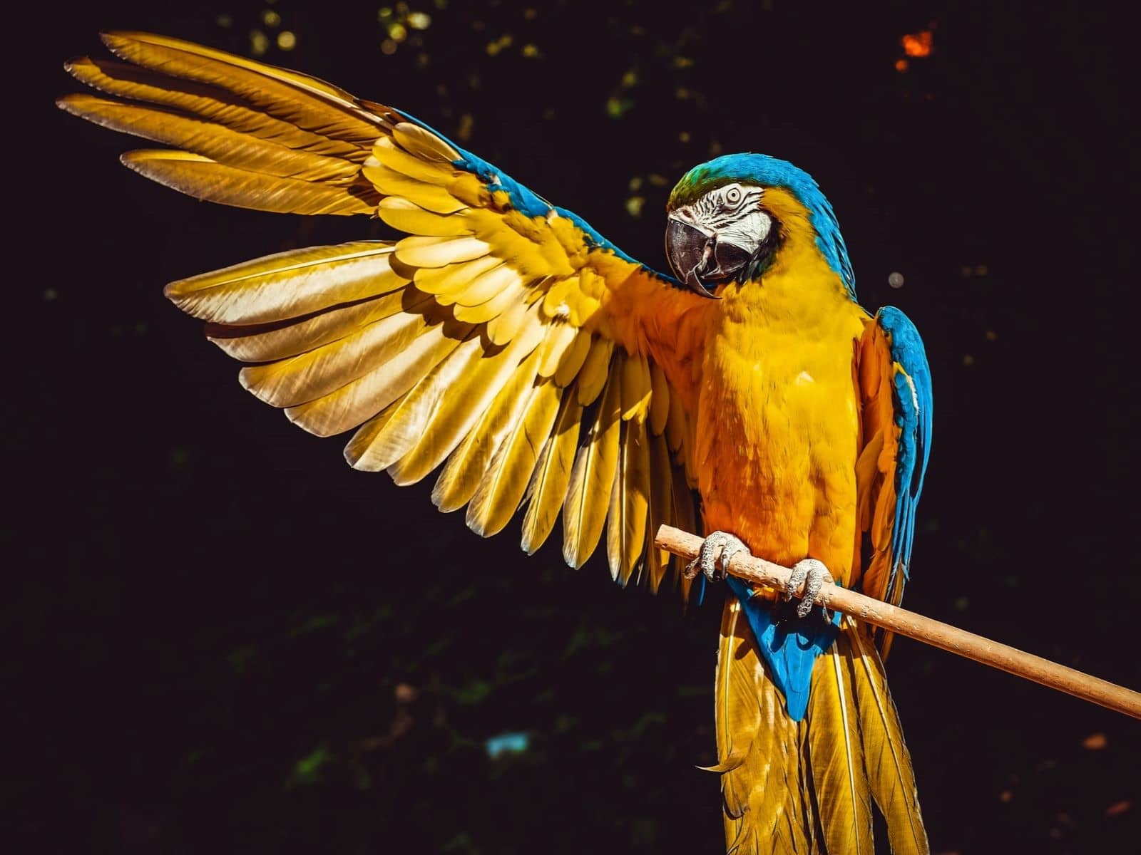 Parrot flipping wings don't talk