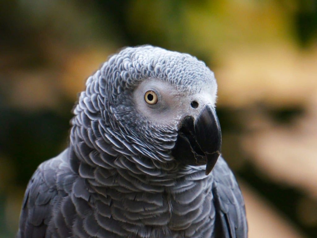 Grey parrot don't talk