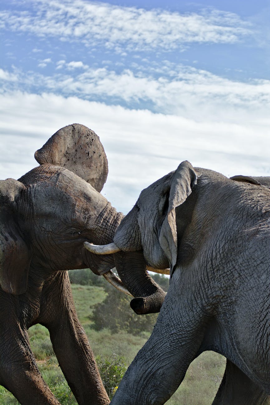 elephants fighting in savanna against cloudy sky